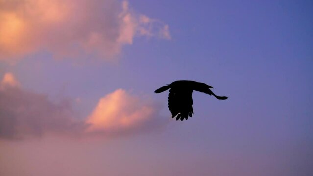Slow Motion Silhouette Of Crow Flying In Sky At Dusk - Great Barrier Reef, Australia