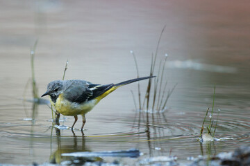 La bergeronnette des ruisseaux