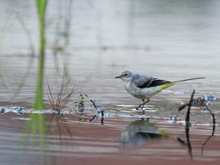 La bergeronnette des ruisseaux