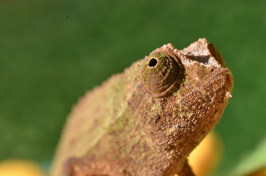 Rieppeleon Brevicaudatus