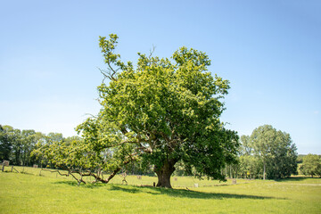 Fototapeta premium Summertime Trees and scenery in the UK.