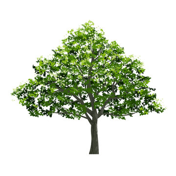Big tree. Use for landscape design, architectural decorative. Park and outdoor object idea for natural template.