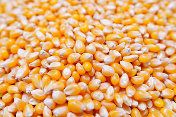 Popcorn seeds closeup