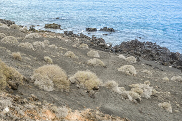 Ahulaga de Lanzarote on the volcanic ash by the sea