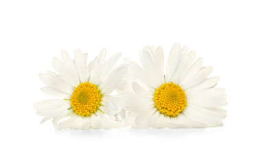 Obraz premium Two beautiful daisy flowers on white background