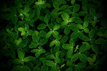 Deep green grass background. Natural backdrop