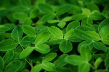 Deep green grass background. Natural backdrop