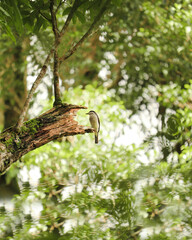 BIrd on tree