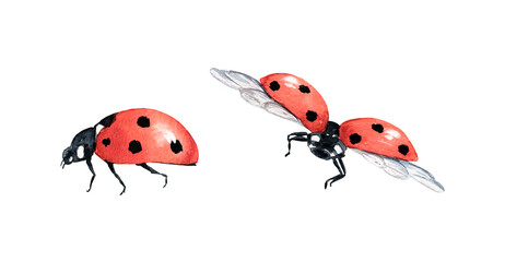 Watercolor lady bug illustration on white background. Cute insect clipart