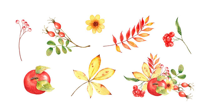 Watercolor fall leaves, berries and flowers clipart. Hand painted illustration isolated on white background. Autumn composition, design for poster, print, postcard