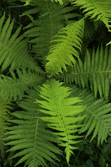 Beautiful fern with lush green leaves growing outdoors, top view
