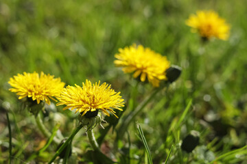 Beautiful yellow dandelions on sunny day, closeup