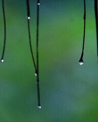 drops of water