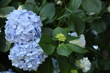 Beautiful hortensia flowers growing in park, closeup