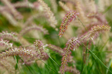 Pennisetum ( lat. Pennisetum ) is a genus of widespread herbaceous plants from the grass family ( Poaceae )