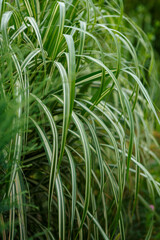 Obraz premium Miscanthus sinensis Cabaret. Cabaret- height 180 - 240 cm. The leaves are wide green with a white stripe in the center