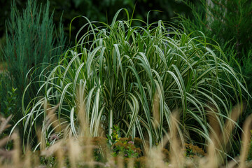 Miscanthus sinensis Cabaret. Cabaret- height 180 - 240 cm. The leaves are wide green with a white stripe in the center
