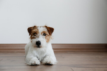 Cute wire haired Jack Russel terrier puppy near white wall with copy space for text. Adorable broken coated pup sitting on a hardwood floor. Close up, background.