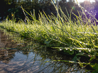 drops of water on the grass after the rain, watering the lawn, selective focus