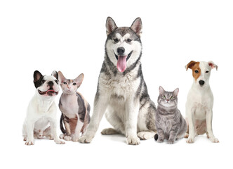 Cute dogs and cats on white background