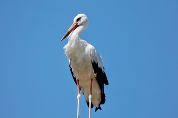 white stork ciconia