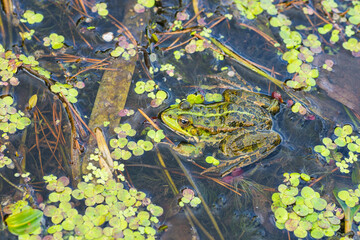 Green frog on the water surface. Close-up.