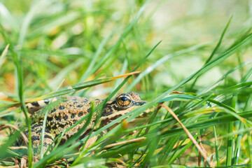 Frog in the green grass. The sky is reflected in the eyes. Close-up.