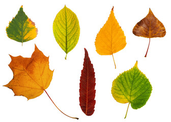 A collection of different autumn leaves isolated on a white background.
