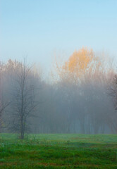 Autumn forest in the morning fog.