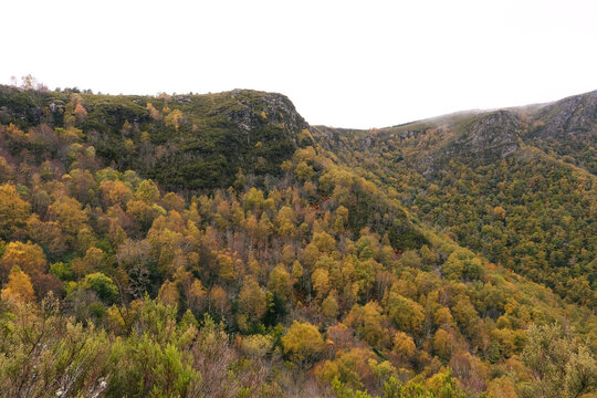 Autumnal native forest in the Courel mountains