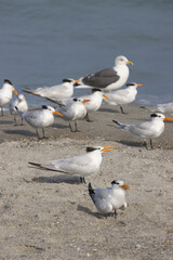 Obraz premium A winter day at the beach at Indialantic Florida