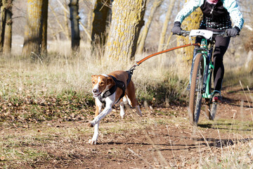 A dog and its musher taking part in a popular canicross with bicycle (bikejoring).
