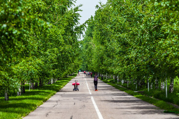 Walk in the park of the first president of Kazakhstan. Birch alley. Road in the alley