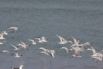 A winter day at the beach at Indialantic Florida