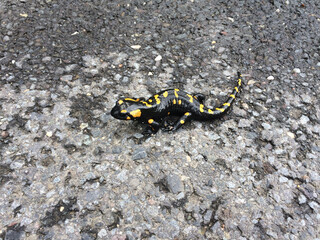 Wild salamander in a Transylvania area