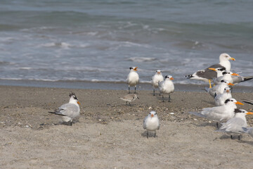 A winter day at the beach at Indialantic Florida