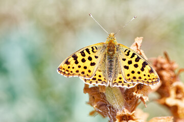 Obraz premium le petit nacré