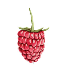 raspberry isolated on white. watercolor raspberry. juicy berry. summer drawing. vector