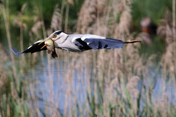 le héron cendré en chasse