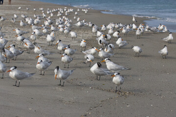 Warm winter day on Indialantic Florida beach with seabirds.