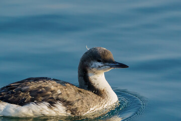 Black-throated diver, Gavia arctica, single bird on water, Turkey