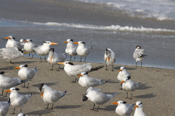 Warm winter day on Indialantic Florida beach with seabirds.