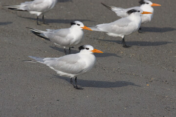 Obraz premium Warm winter day on Indialantic Florida beach with seabirds.