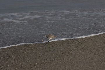 Fototapeta na wymiar Warm winter day on Indialantic Florida beach with seabirds.