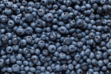 Drops of water on a ripe sweet blueberry. Fresh blueberry background with copy space for text. Vegan and vegetarian concept. Macro texture of blueberry berries. Texture of blueberry berries close-up
