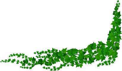 Liana ivy green creepy plant isolated vine climber