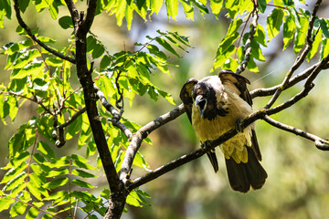 a Crow standing opens his beak on a tree branch looking for food, shot with telephoto lens