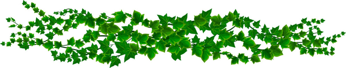 Isolated ivy liana, jungle tropical branch vine