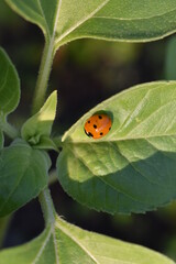 A ladybug on a leaf, Sainte-Apolline, Québec, Canada