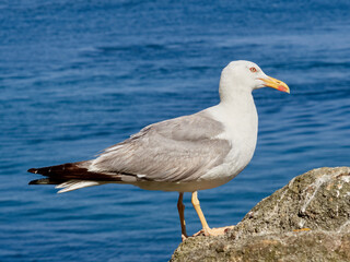 Fototapeta na wymiar Yellow Legged Gull. Larus michahellis 